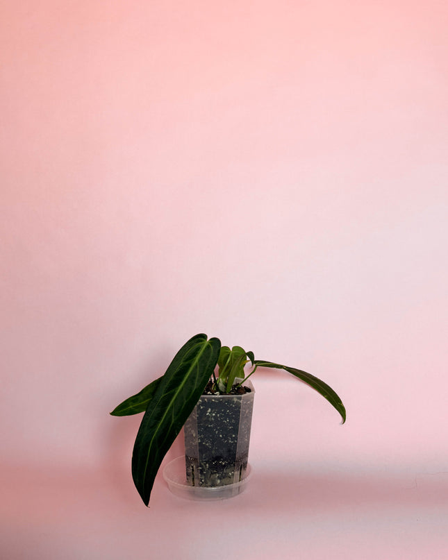 Anthurium Warocqueanum
