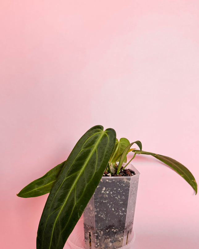 Anthurium Warocqueanum