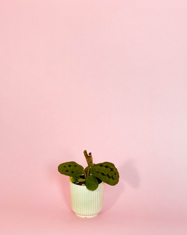 Maranta Leuconeura Red Stripe