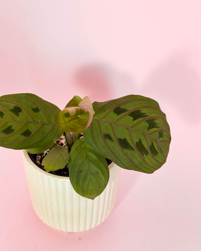 Maranta Leuconeura Red Stripe