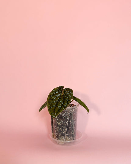 Anthurium Luxurians