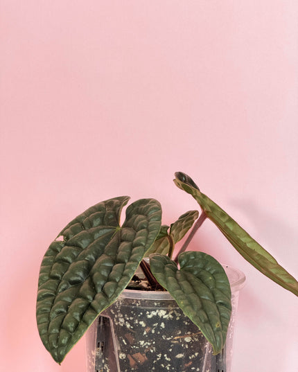 Anthurium Luxurians