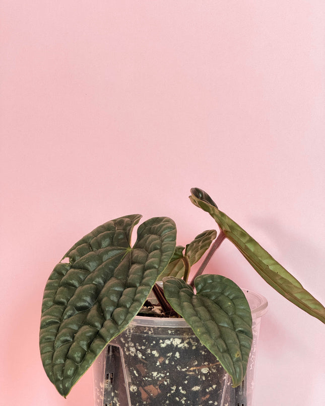 Anthurium Luxurians