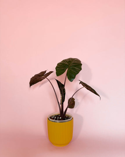 Collection image for: Alocasias