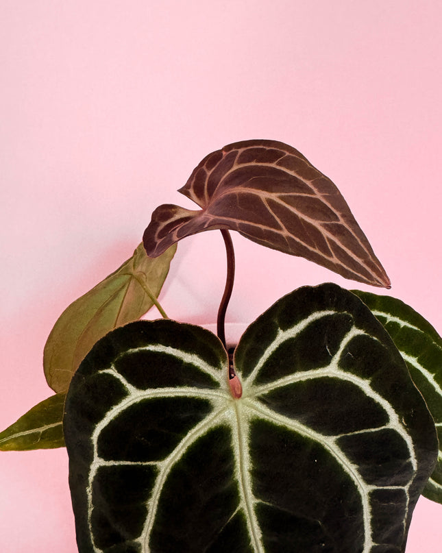 Anthurium Crystallinum