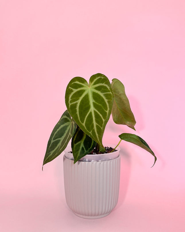 Anthurium Magnificum