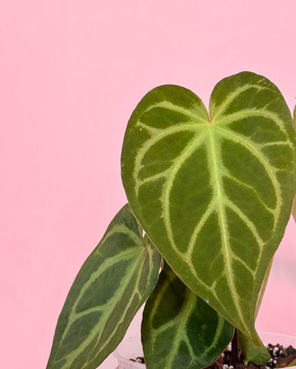 Anthurium Magnificum