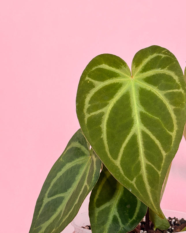 Anthurium Magnificum