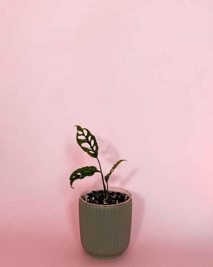 Collection image for: Otras plantitas