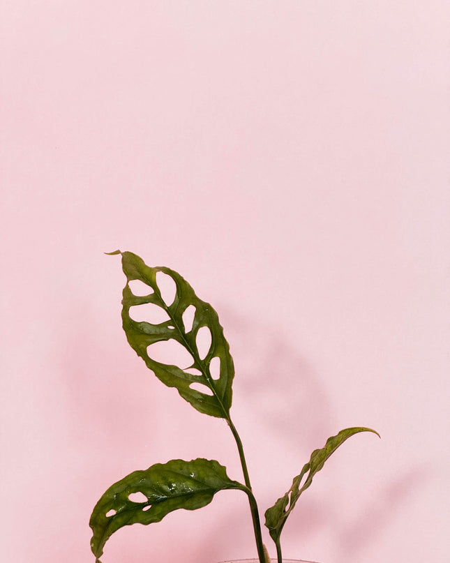 Monstera Obliqua Perú