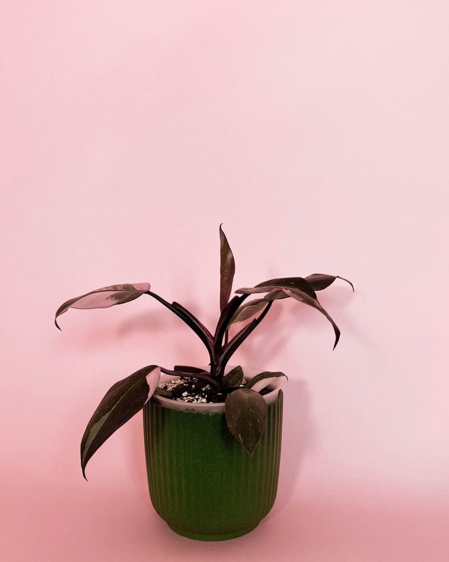 Philodendron Burgundy Princess
