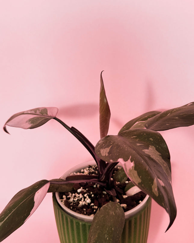 Philodendron Burgundy Princess