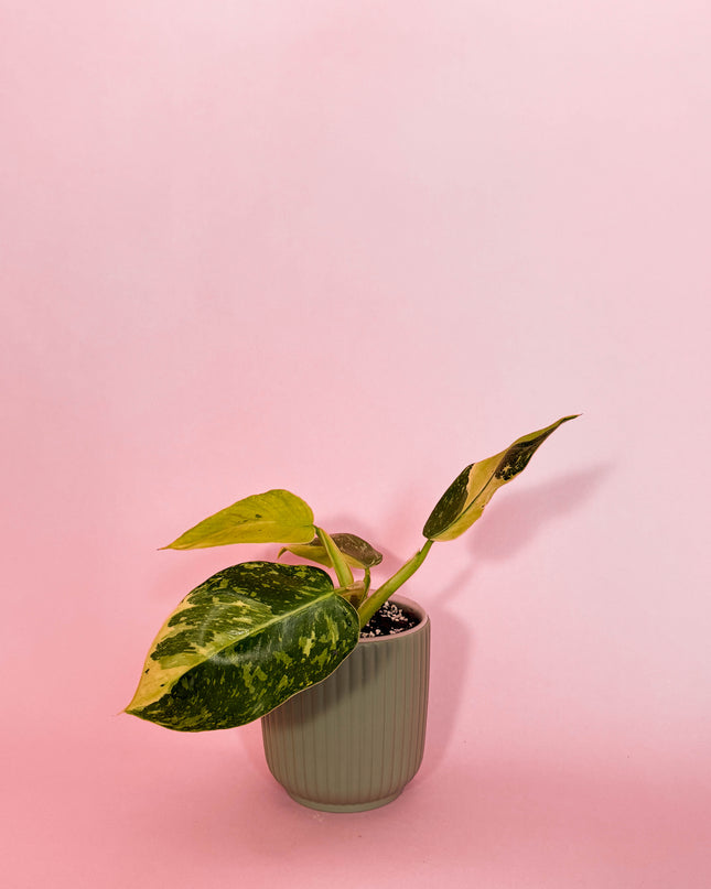 Philodendron Jose Buono