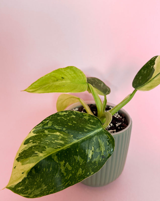 Philodendron Jose Buono