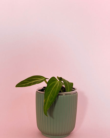 Anthurium Villenaorum