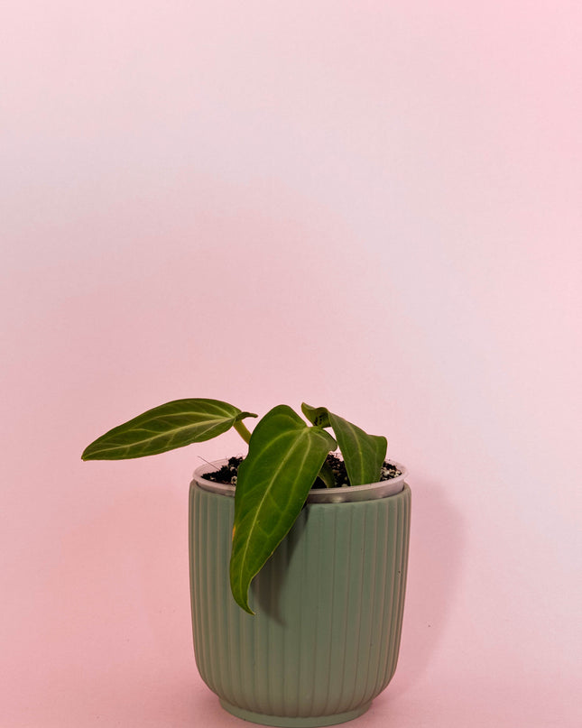 Anthurium Villenaorum