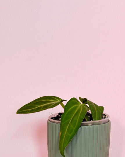 Anthurium Villenaorum