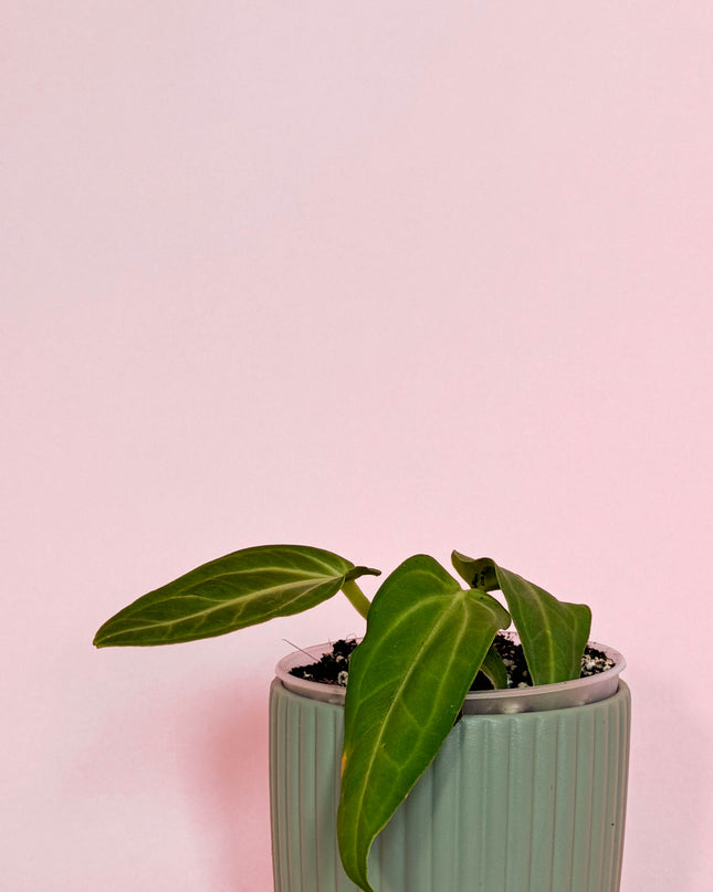 Anthurium Villenaorum