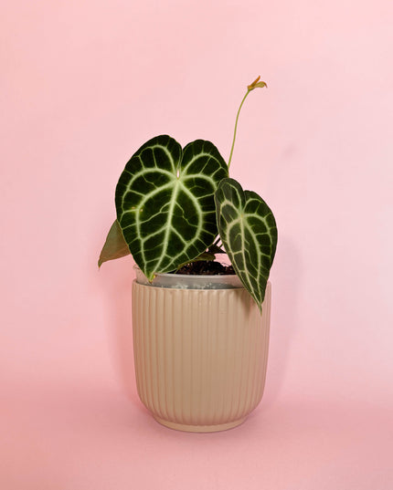 Anthurium Clarinervium