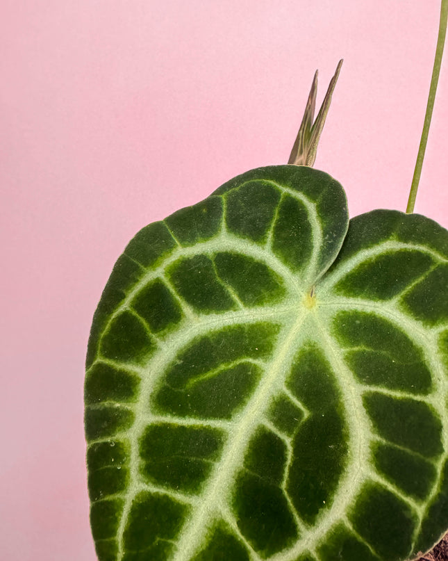 Anthurium Clarinervium