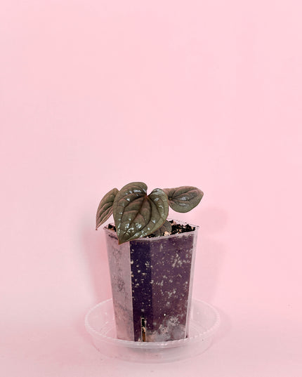 Anthurium Luxurians