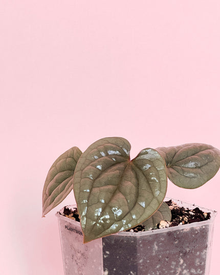Anthurium Luxurians