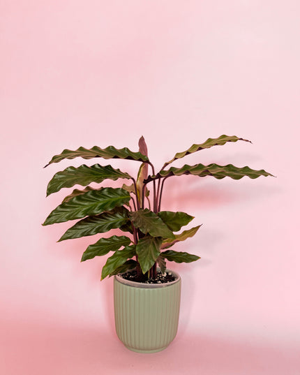 Calathea Rufibarba