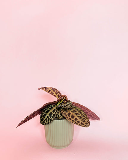 Labisia Turtle Back