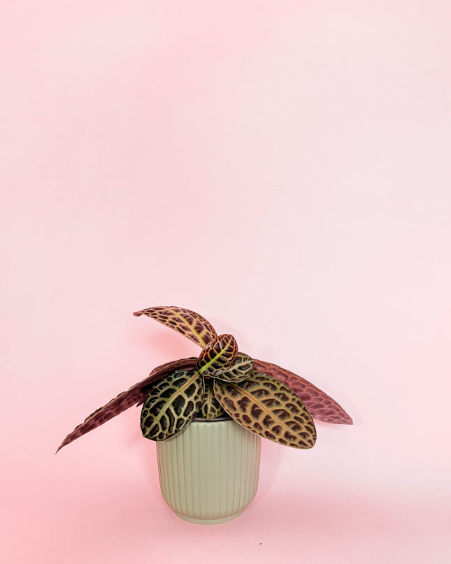 Labisia Turtle Back