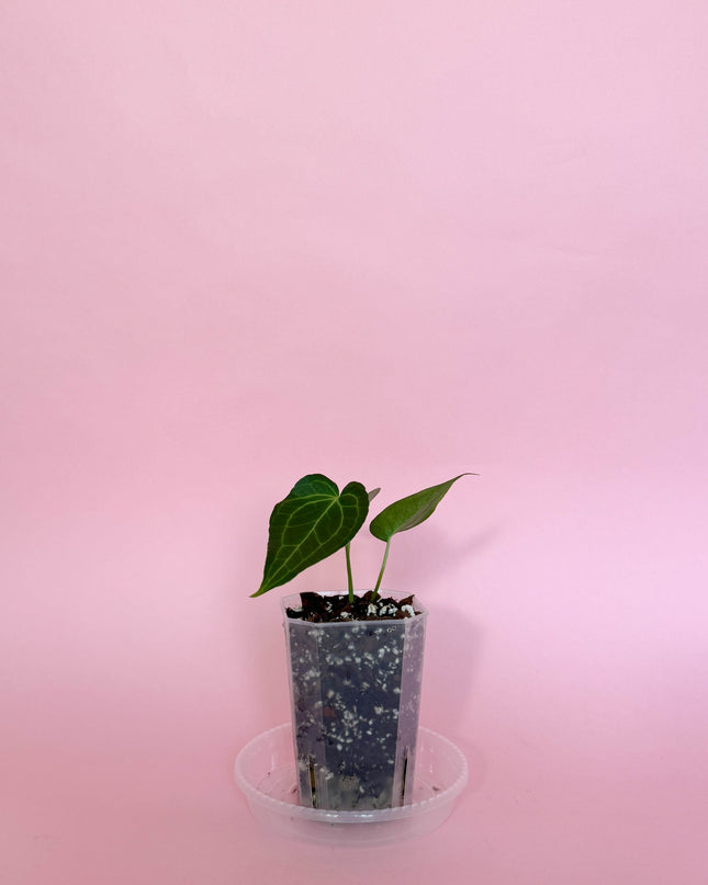 Anthurium Delta Force
