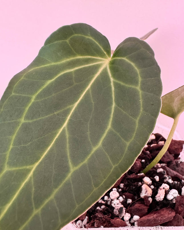 Anthurium Delta Force