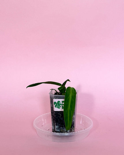 Anthurium Warocqueanum