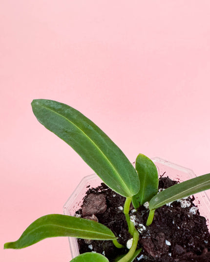 Anthurium Warocqueanum