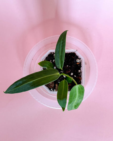 Anthurium Warocqueanum