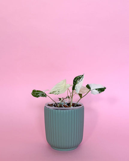 Syngonium Albo Variegata