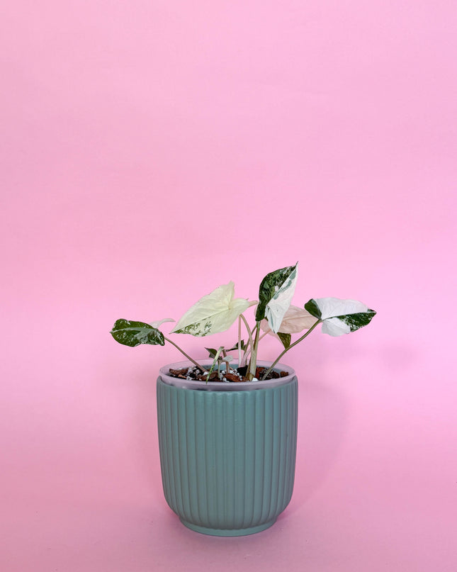 Syngonium Albo Variegata