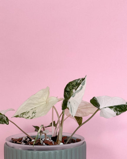 Syngonium Albo Variegata