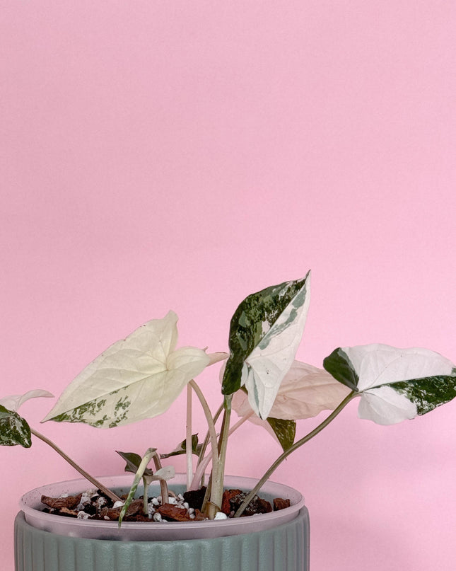 Syngonium Albo Variegata