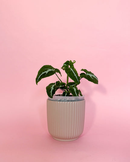 Syngonium Wendlandii 🌿