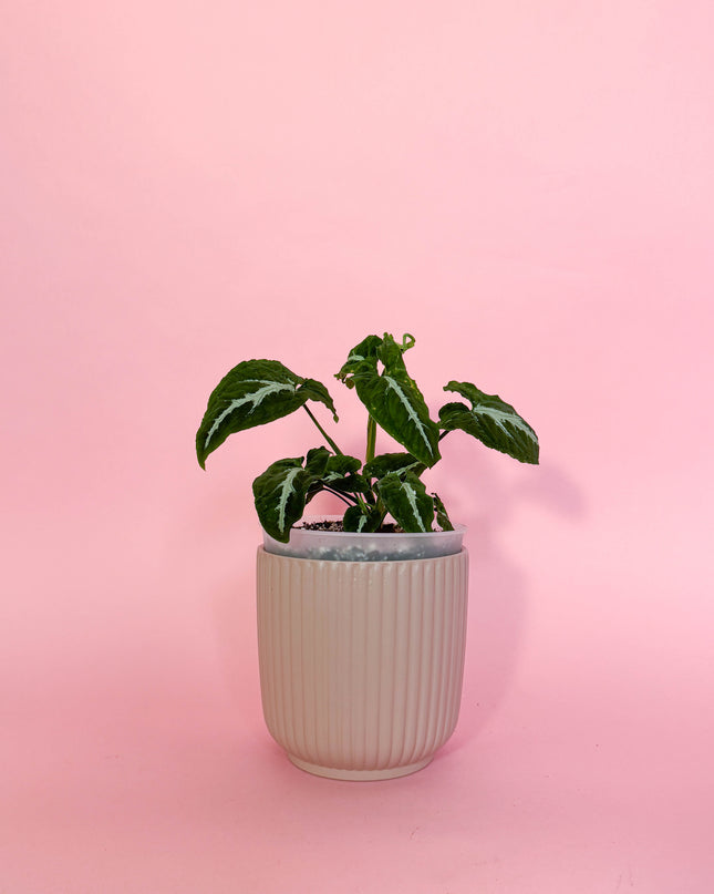 Syngonium Wendlandii 🌿