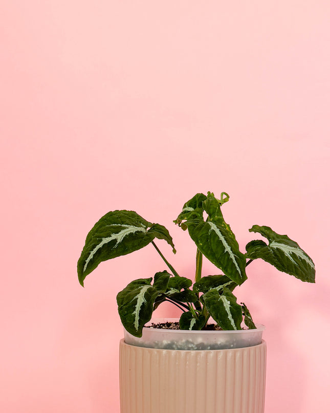 Syngonium Wendlandii 🌿