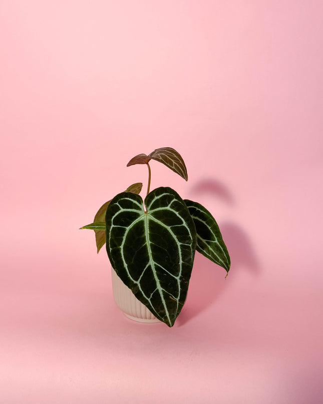 Anthurium Crystallinum