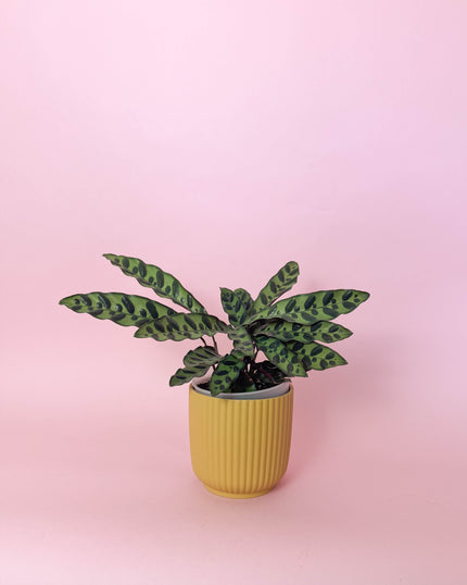 Collection image for: Calatheas