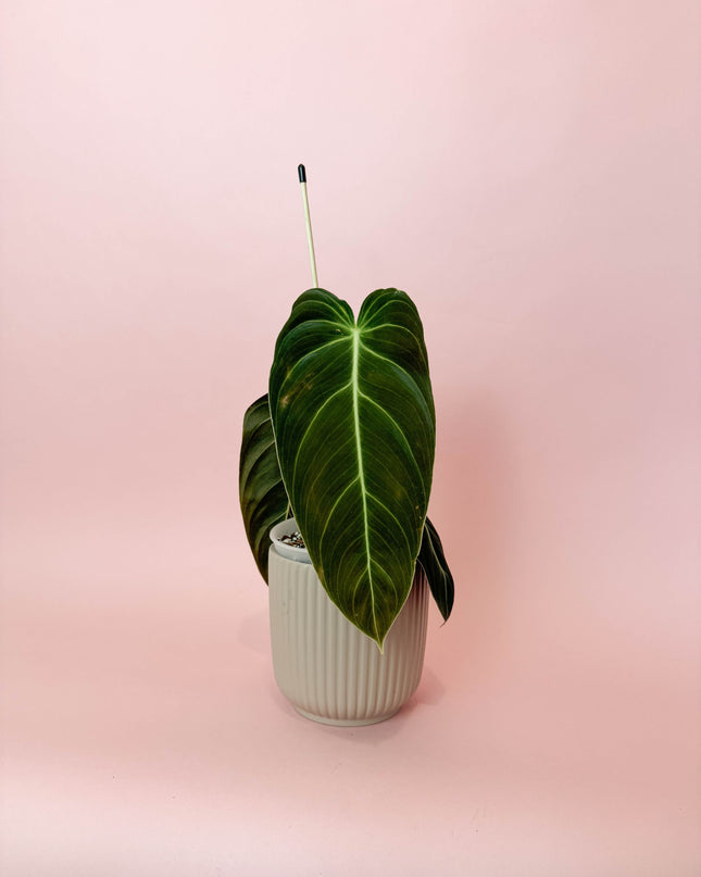 Philodendron Melanochrysum