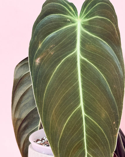 Philodendron Melanochrysum