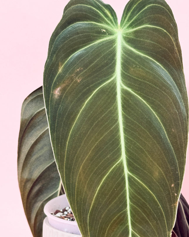 Philodendron Melanochrysum