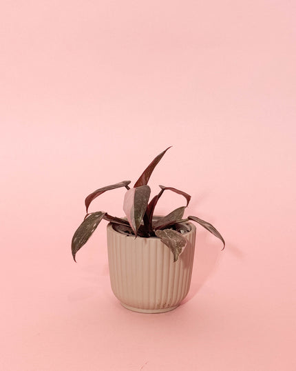 Collection image for: Philodendron