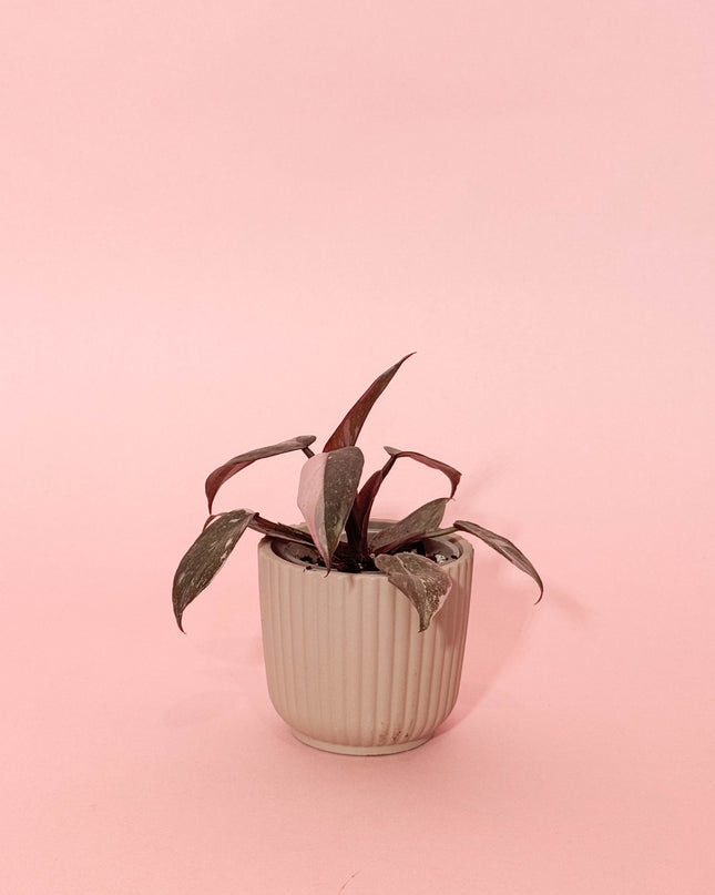 Philodendron Pink Princess Marble