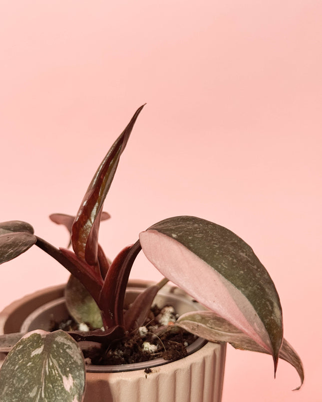 Philodendron Pink Princess Marble