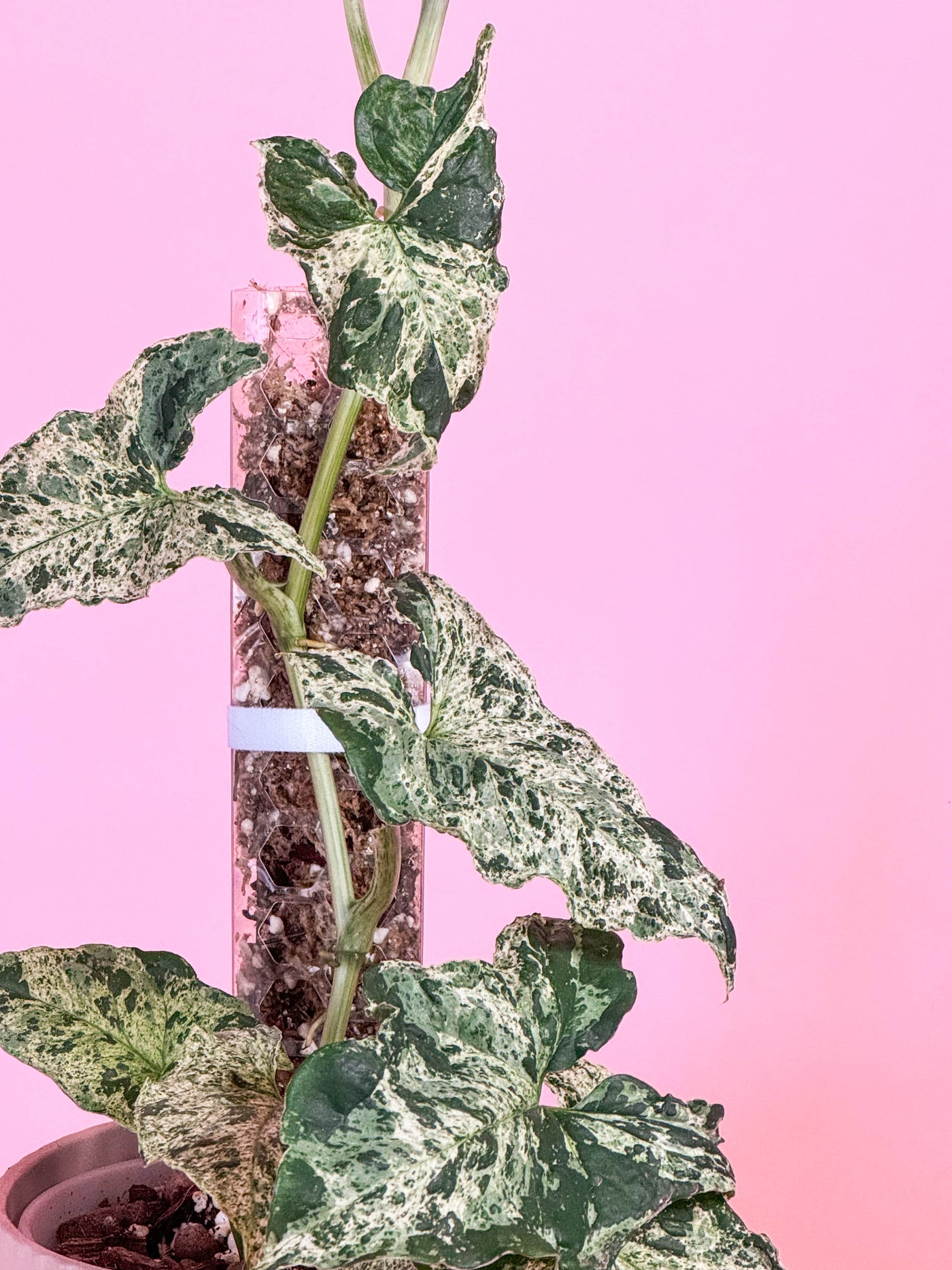 Plantas Urban Fashion
